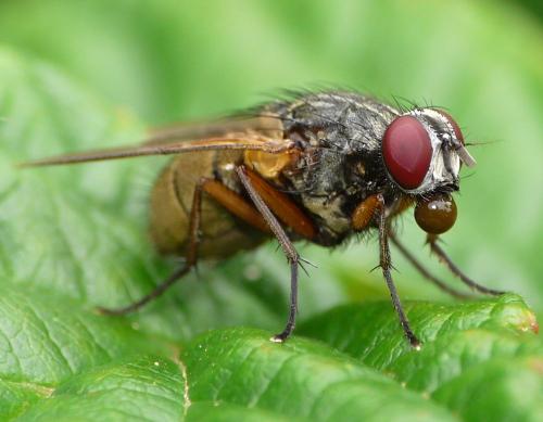 Mydaea urbana