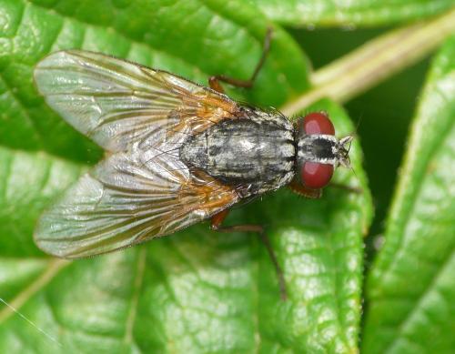 Mydaea urbana