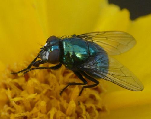 Réf. 36 790 : Neomyia cornicina