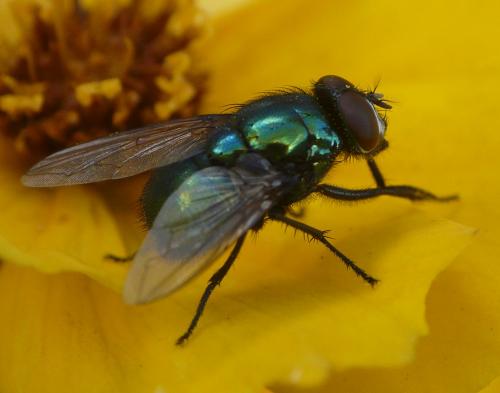 Réf. 36 791 : Neomyia viridescens
