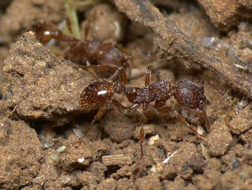Myrmica specioides