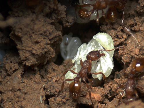 Myrmica specioides