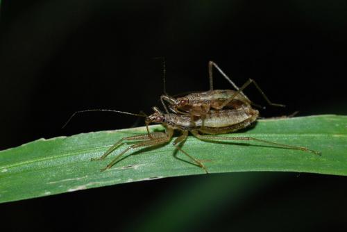 Réf. 36 542 : Nabis limbatus
