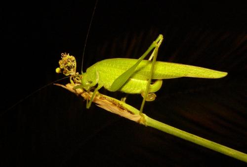 Phaneroptera nana