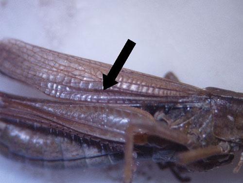 Chorthippus albomarginatus albomarginatus