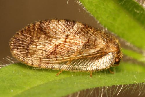 Megalomus sp.