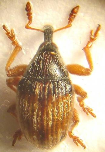 Réf. 36 546 : Nanophyes marmoratus
