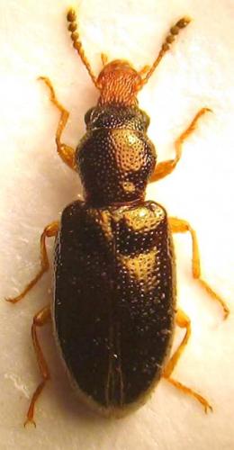 Réf. 36 545 : Salpingus planirostris