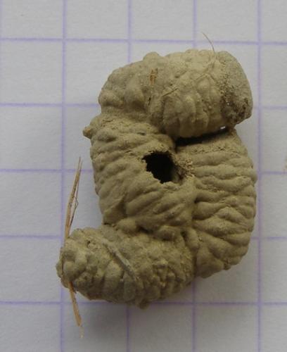 Auplopus carbonarius