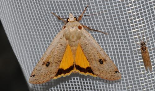 Noctua pronuba