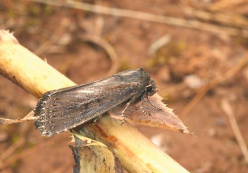 Nonagria typhae