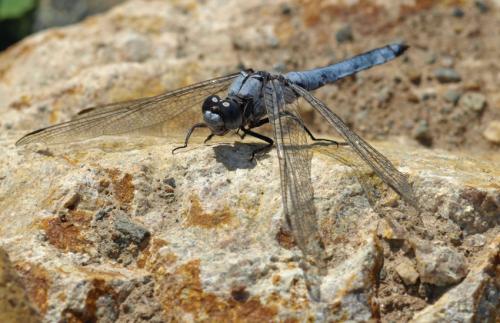 Orthetrum brunneum