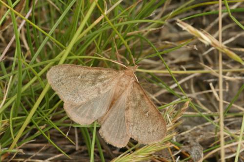 Réf. 36 832 : Ocneria rubea