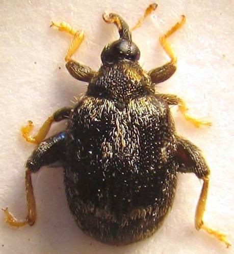 Réf. 36 423 : Orchestes hortorum