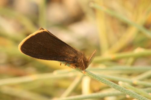Réf. 36 075 : Orgyia aurolimbata