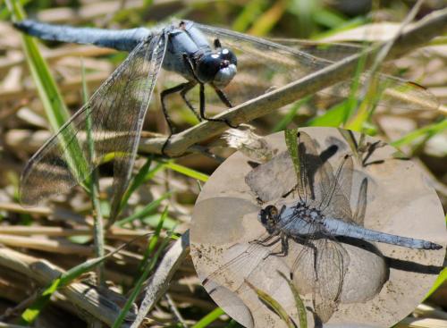 Orthetrum brunneum