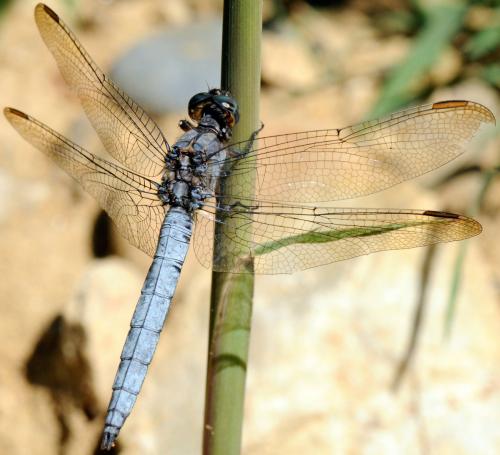 Orthetrum coerulescens