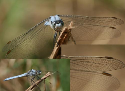 Orthetrum brunneum