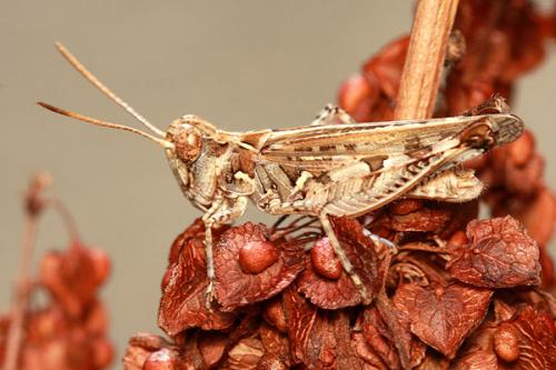 Dociostaurus genei genei