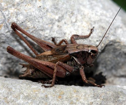 Metrioptera saussuriana