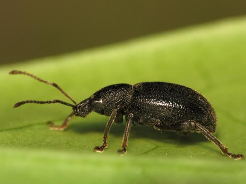 Réf. 36 107 : Otiorhynchus meridionalis