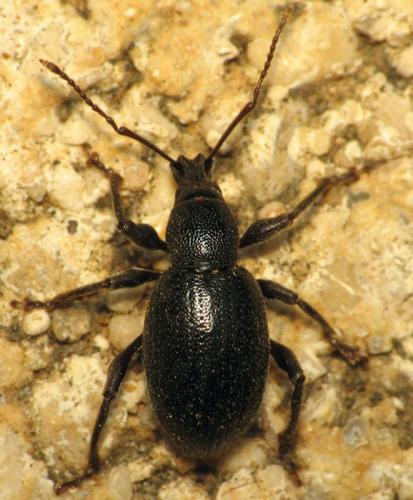 Réf. 36 108 : Otiorhynchus meridionalis