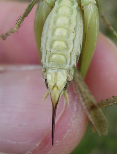 Platycleis albopunctata albopunctata