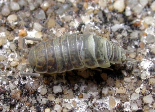 Réf. 36 168 : Porcellionides sexfasciatus