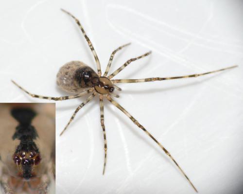 Nesticus cellulanus