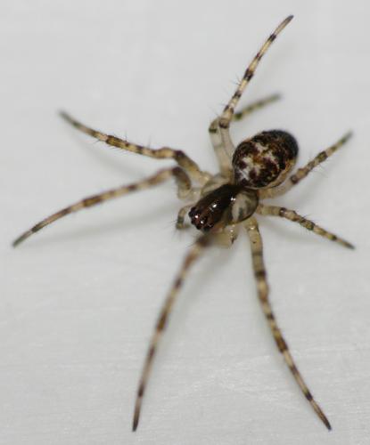 Metellina sp.