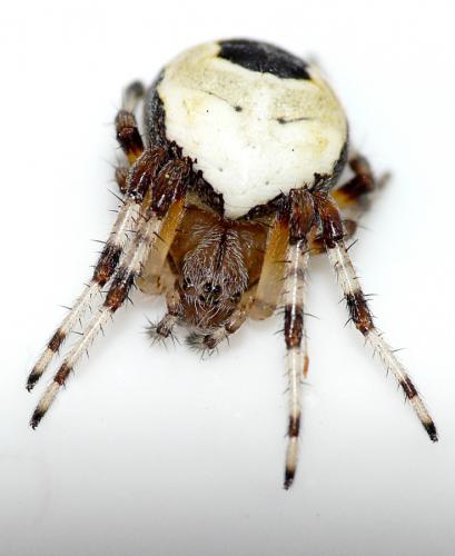 Araneus marmoreus