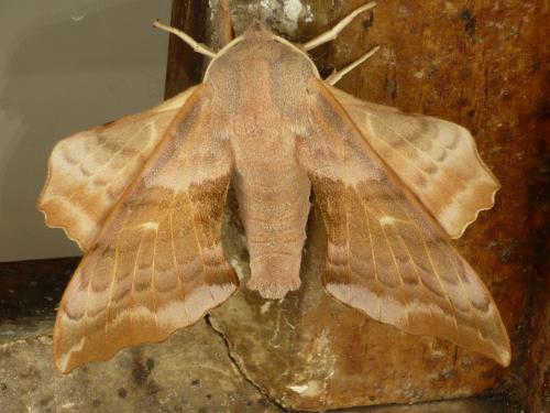 Réf. 36 638 : Laothoe populi