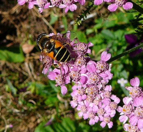 Eristalis horticola