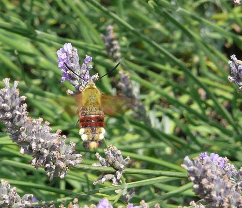 Hemaris fuciformis