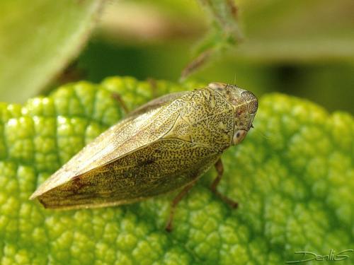 Aphrophora pectoralis