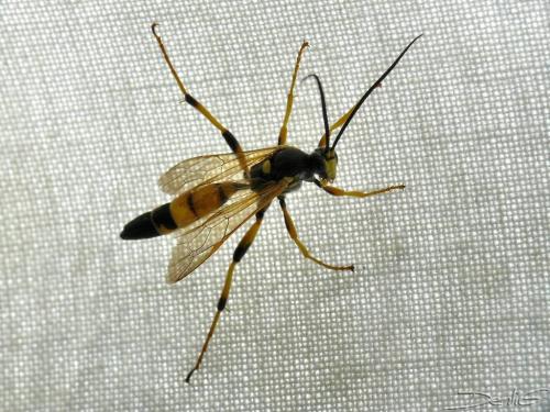 Réf. 36 723 : Ichneumon xanthorius