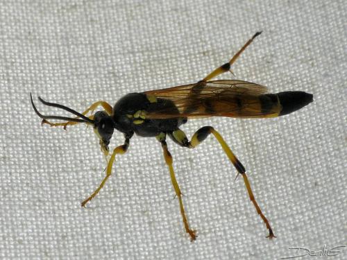 Réf. 36 724 : Ichneumon xanthorius