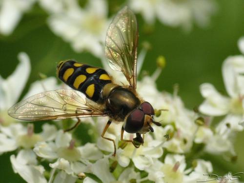 Réf. 36 722 : Eupeodes sp.