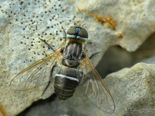 Micomitra sp.