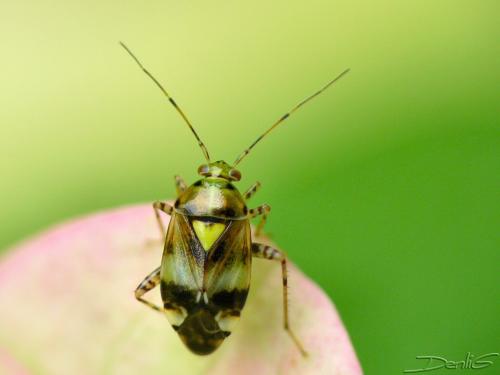 Réf. 36 655 : Liocoris tripustulatus