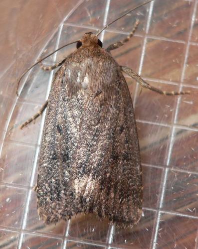 Réf. 36 234 : Amphipyra tragopoginis