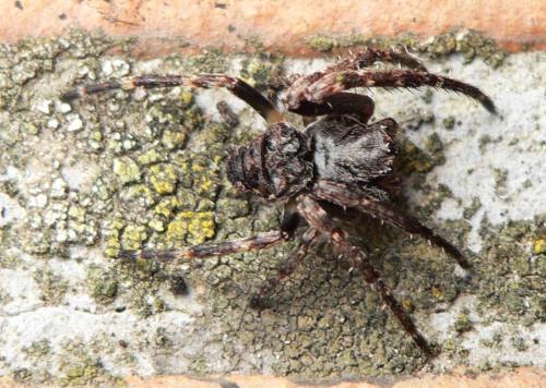 Nuctenea umbratica