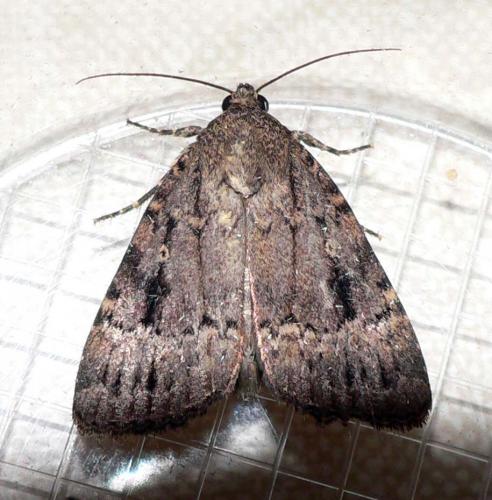 Amphipyra pyramidea