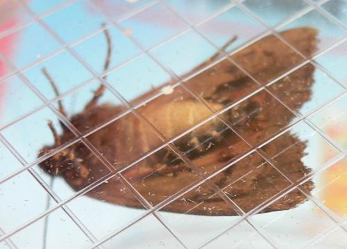 Amphipyra pyramidea