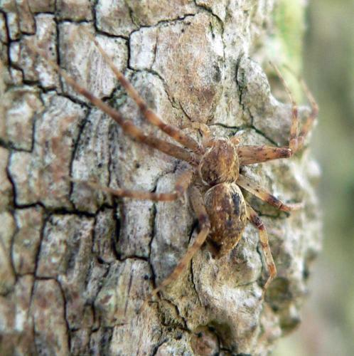 Philodromus sp.