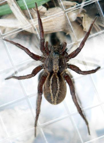 Alopecosa cuneata