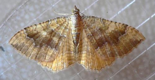 Réf. 36 466 : Camptogramma bilineata