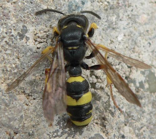 Réf. 36 753 : Cerceris rybyensis