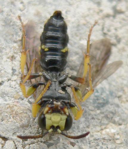 Cerceris rybyensis