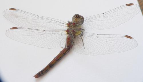 Sympetrum striolatum